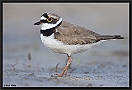 Kleine Plevier, Little Ringed Plover, Charadrius dubius Location: Wierden, the Netherlands kleine plevier MG 1370 kopie